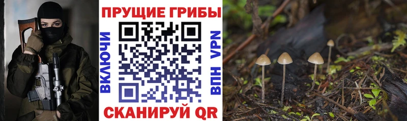 Галлюциногенные грибы Cubensis  блэк спрут маркетплейс  Волжский 